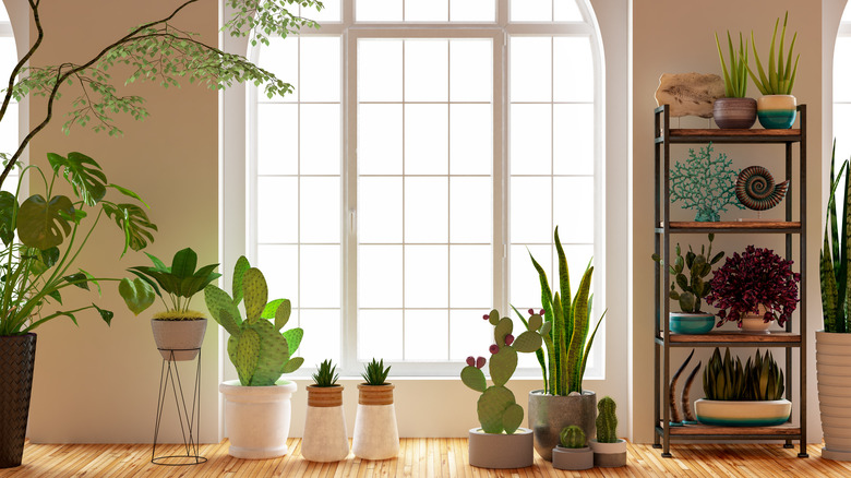 various houseplants in front of window