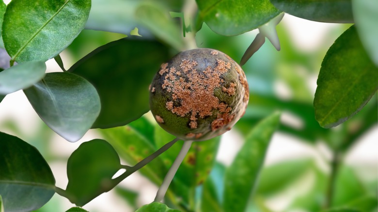 Citrus canker-affected lemon