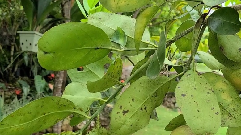 Greasy spot on lemon leaves