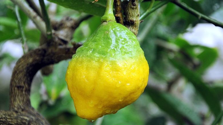 Citrus greening disease
