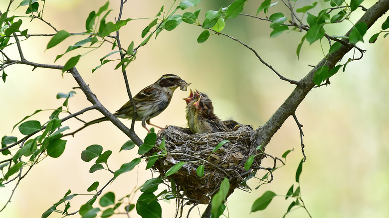 Baby birds feeding in nest