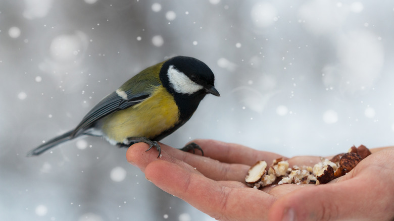 Bird eating nuts out of a hand