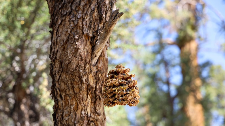 Pinecone bird feeder on tree