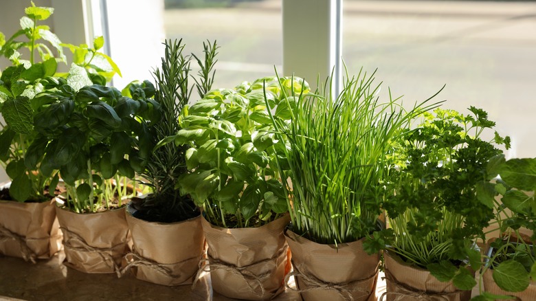 Various potted herbs near a window