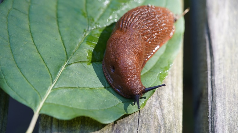 Slug on leaf