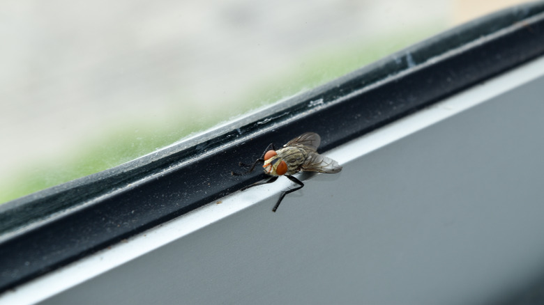 Housefly by window