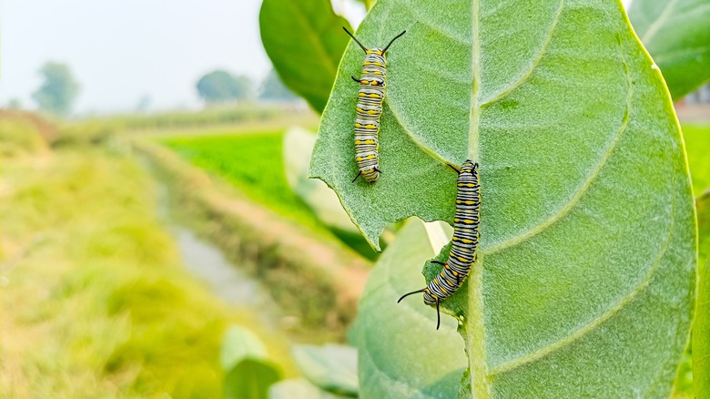 Caterpillars on leaf