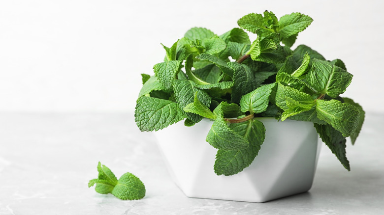 Mint plant in white pot