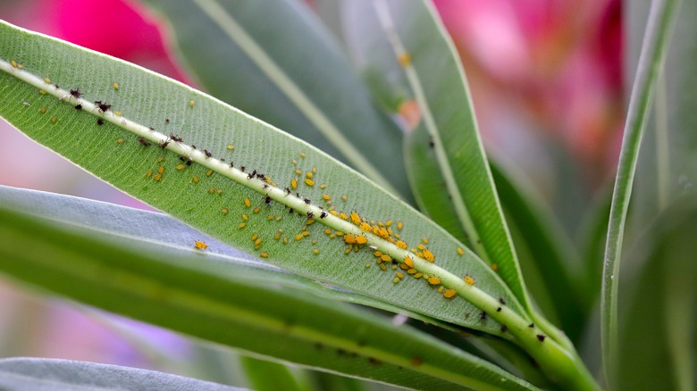 Aphids on leaf