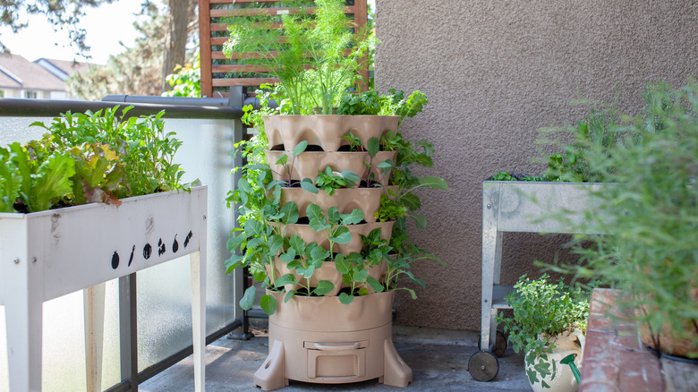 herbs growing in planters on a patio