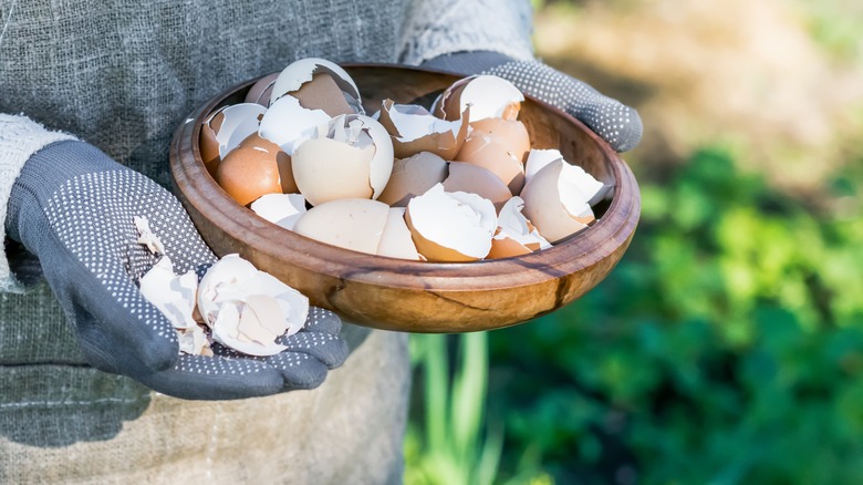 gardener holding a bowl of eggshells