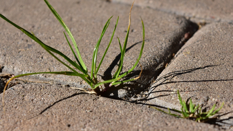 weeds in between patio pavers