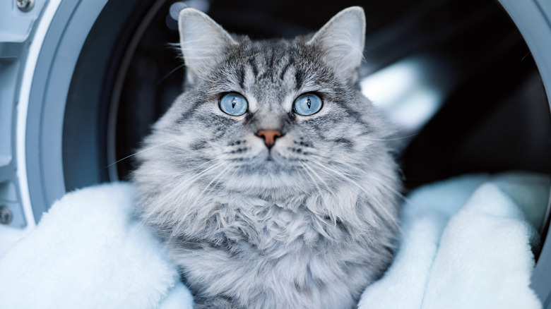 cat sitting on a load of laundry next to a machine