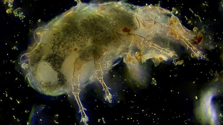 a scaled-up dust mite