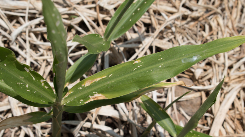 yellowing leaves indicating damage