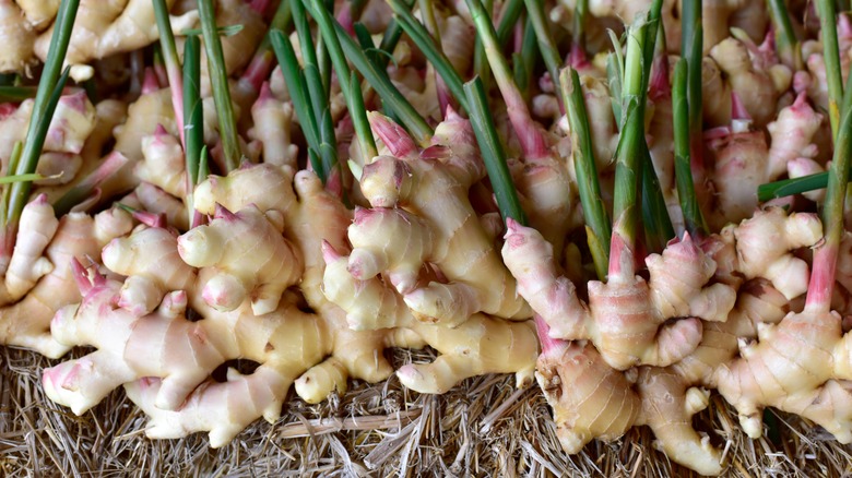 fresh ginger roots in garden