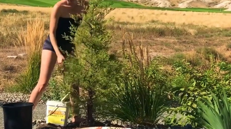 Person planting taylor juniper plant in backyard