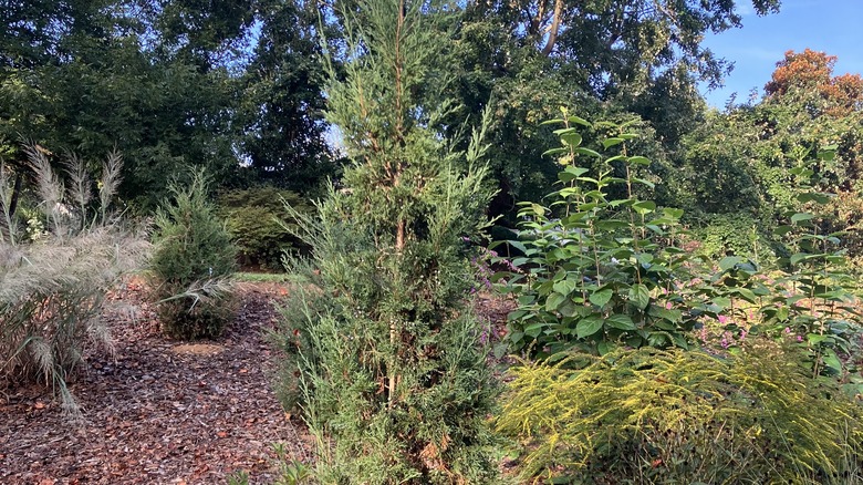 Taylor juniper surrounded by other green trees in a field