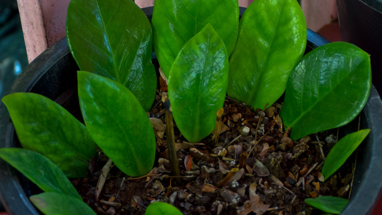 ZZ plant leaf propagation