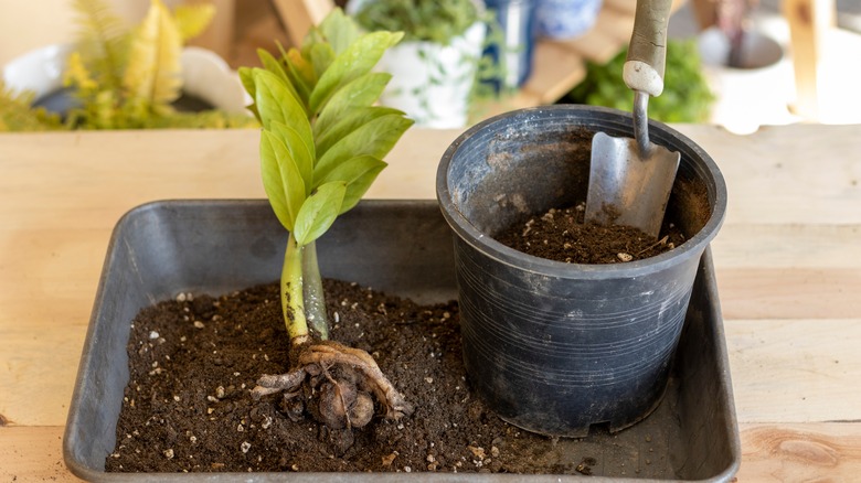 Propagating ZZ plant