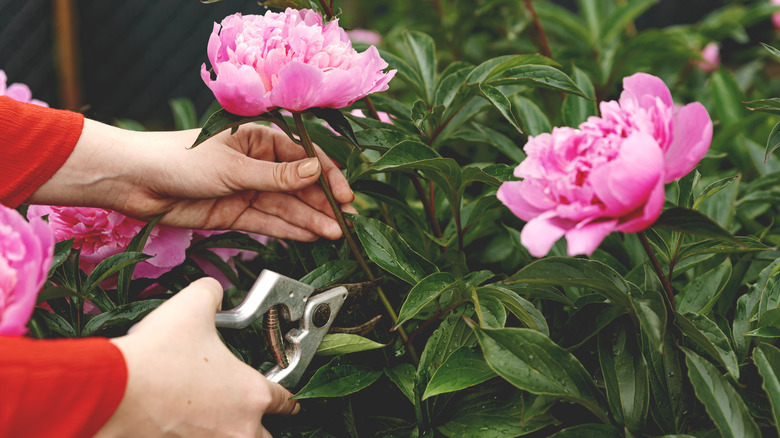 Hands using garden shears to cut a pink peony flower