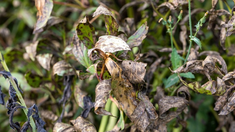 Garden peony foliage afflicted with a brown rot