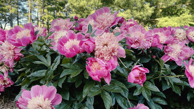 A large garden bush full of flowering pink peonies