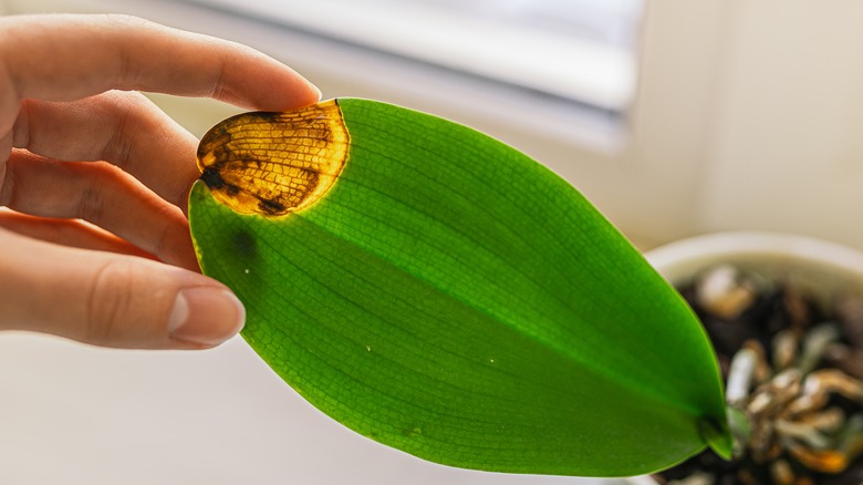 Fungal disease on potted orchid