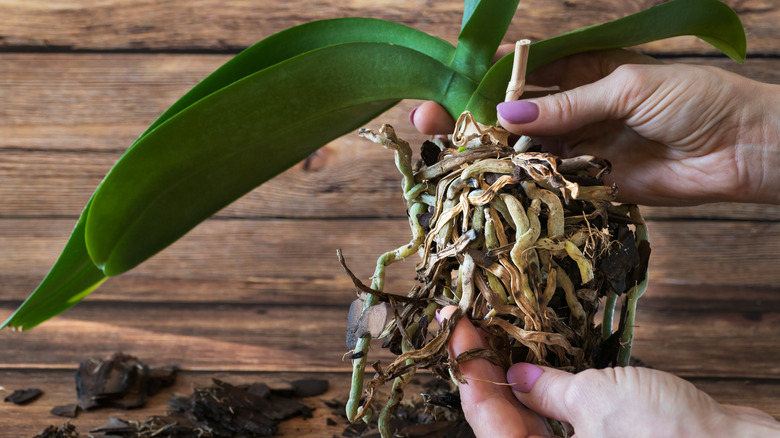 Rotting orchid roots