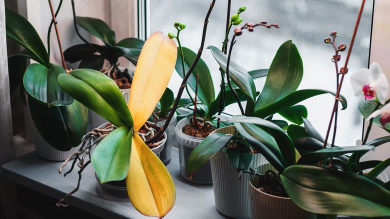 Yellowing leaves from root rot