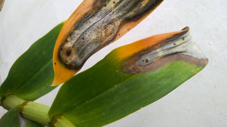 Scorched orchid leaves from sun