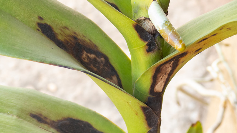 Brown spots on orchid leaves