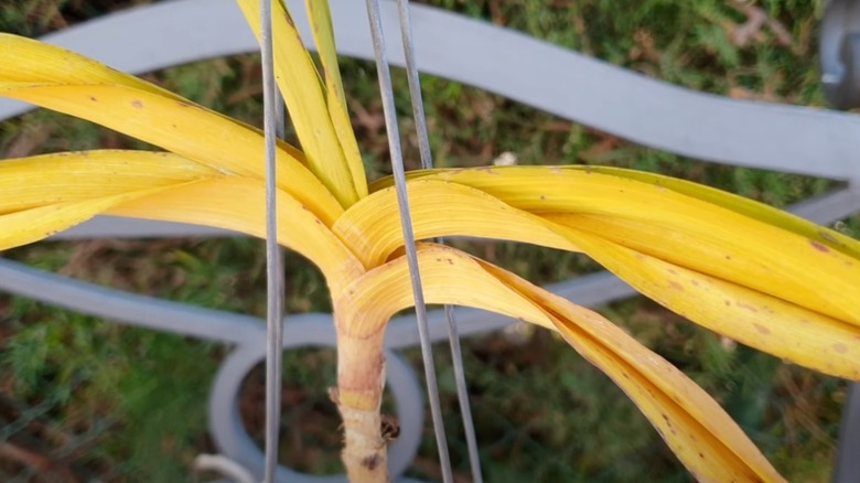 Yellowed leaves from over fertilizing