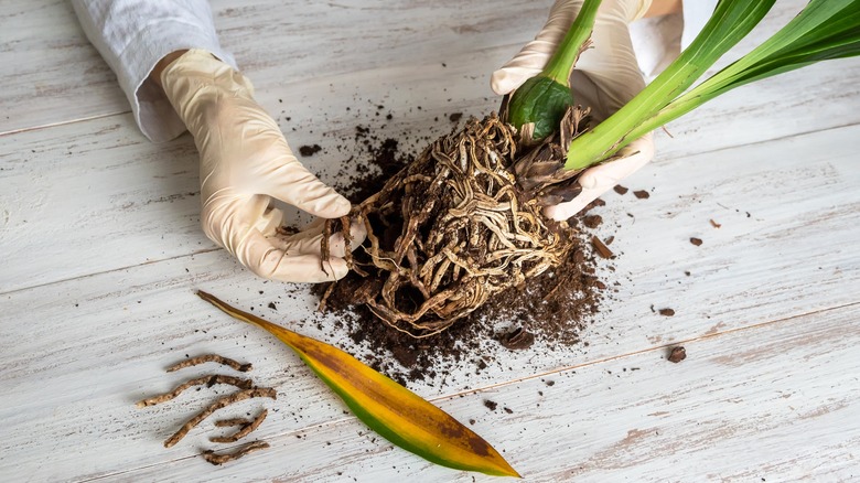Potting orchid in bark chips