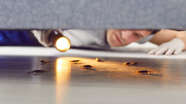 A man shining a flashlight on cockroaches under a couch