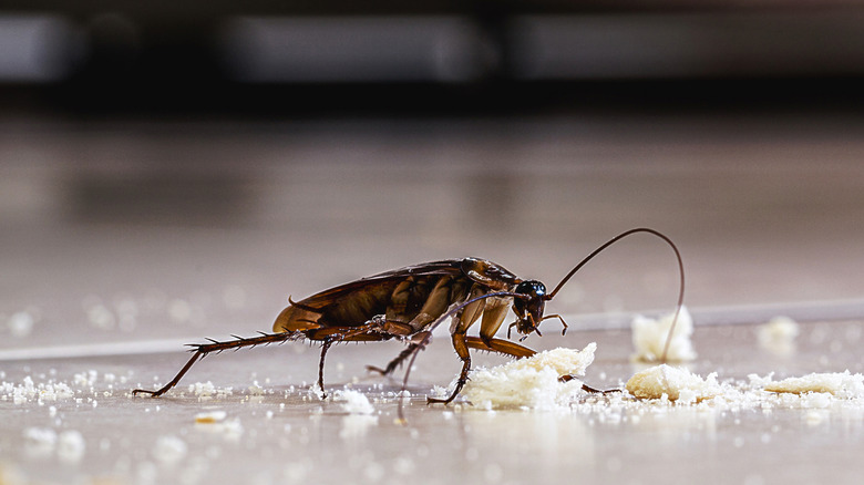 A cockroach eating food