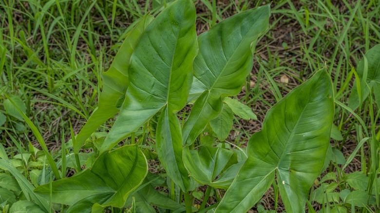 invasive Arrowhead plant taking over 