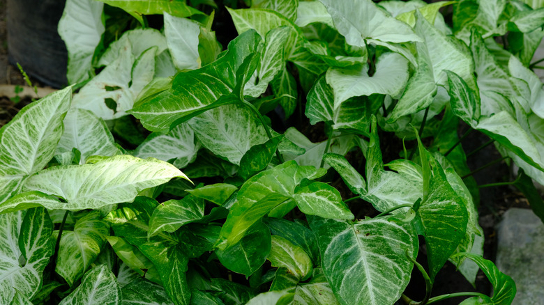 Variegated white/green Arrowhead plants