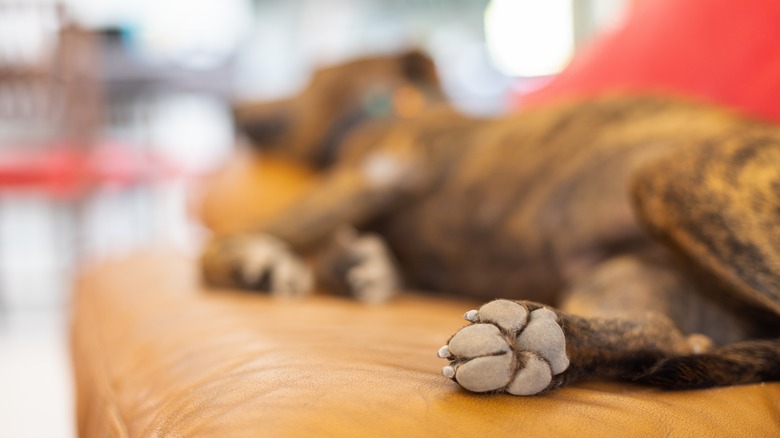 Dog resting on sofa