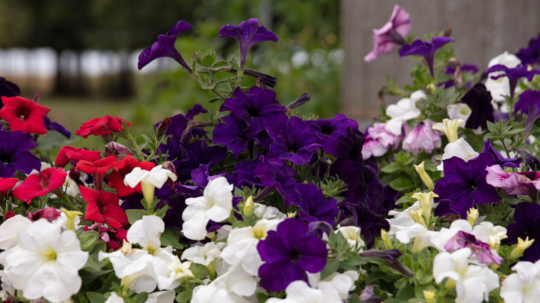 Petunias of various colors