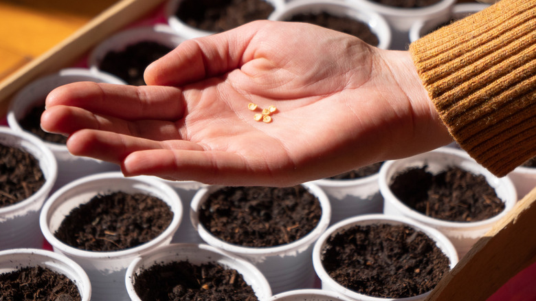 A hand holding seeds above cups of soil