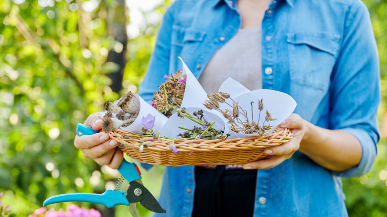 Woman in blue denim shirt carrying a flat basket full of freshly harvested seed heads