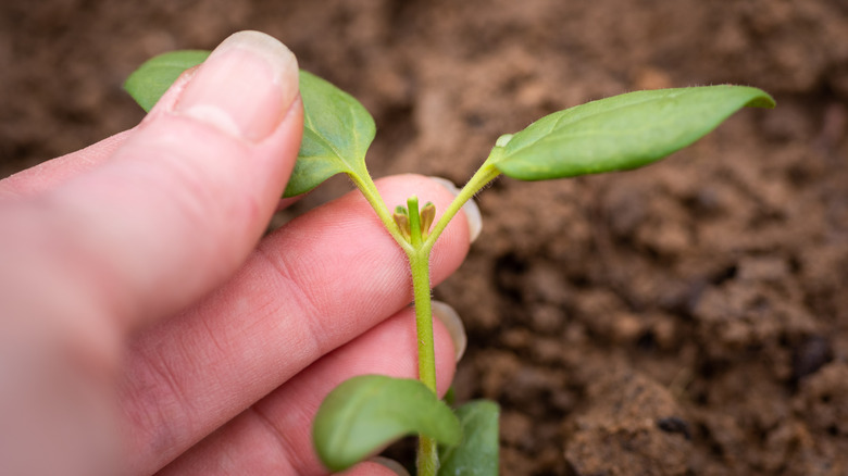 A person pinching a young seedling