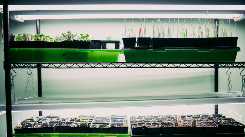 Trays of plants under grow lights