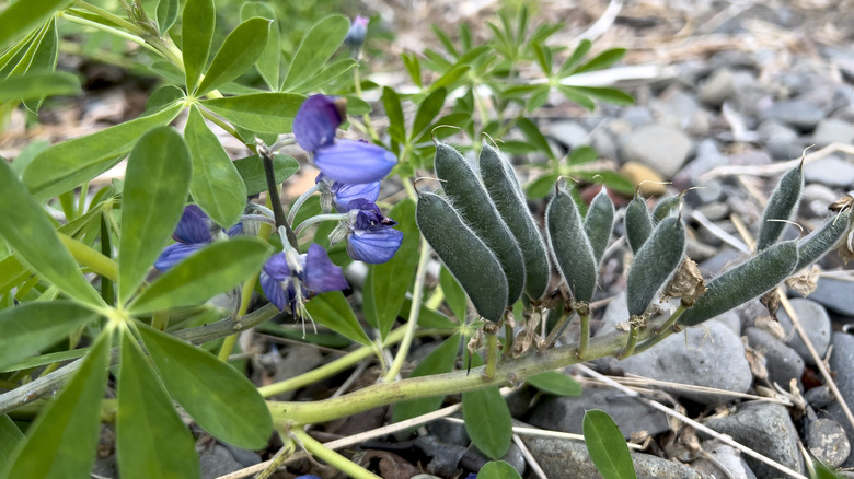 Seed pods on a lupine plant with a purple flower