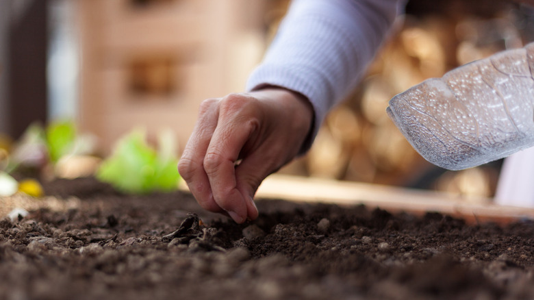 Person planting seeds from glass bowl into soil of garden bed