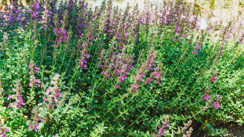 Wall germander growing in the garden.