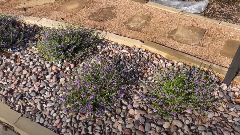 Germander in a landscaped garden's walkway.