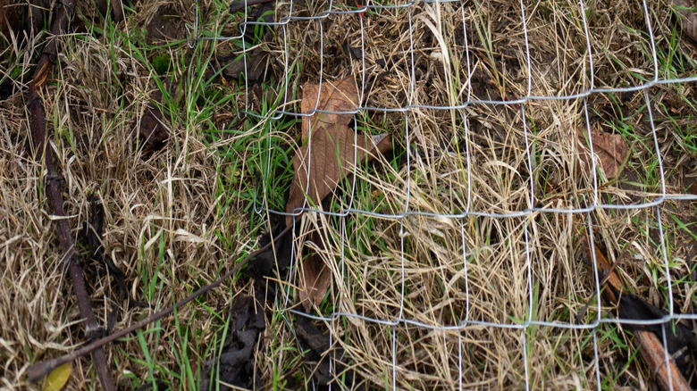 Securing the bottom of a chain link fence with a power drill