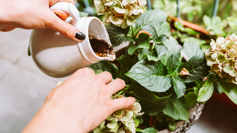 A gardener adds coffee grounds to a plant.